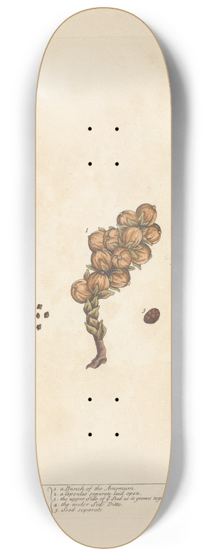 Elizabeth Blackwell - The true amomum 8.25 inch art skate deck Elizabeth Blackwell - The true amomum 8.25 inch art skate deck