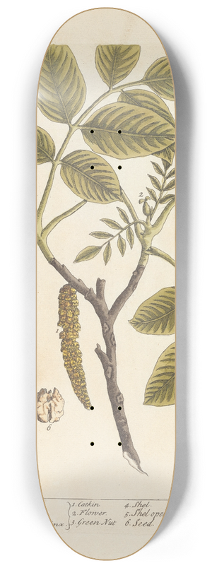 Elizabeth Blackwell - The wallnut 8.25 inch art skate deck