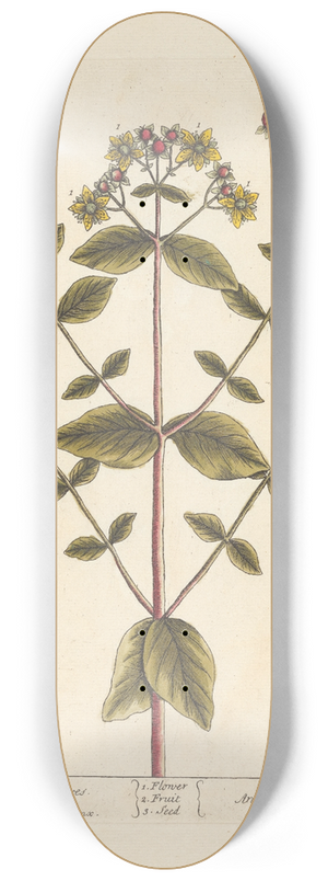 Elizabeth Blackwell - Tutsan or park leaves 8.25 inch art skate deck
