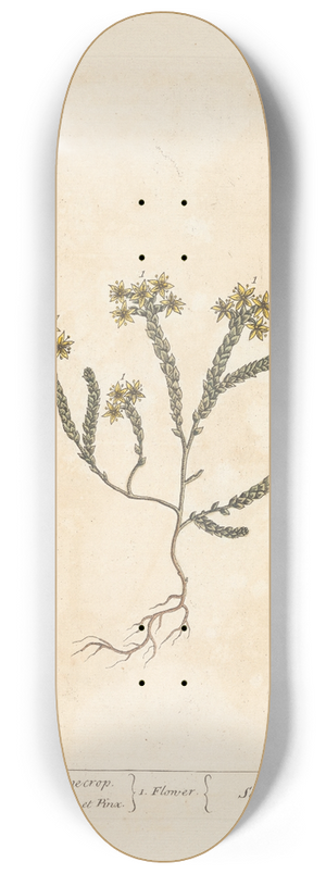 Elizabeth Blackwell - Wall-pepper or stonecrop 8.25 inch art skate deck