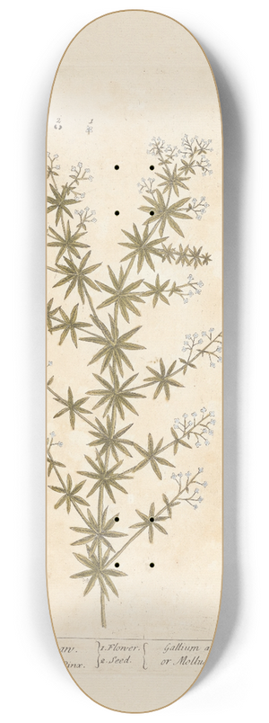 Elizabeth Blackwell - White ladies bed-straw 8.25 inch art skate deck
