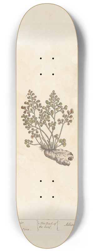 Elizabeth Blackwell - White maiden hair 8.25 inch art skate deck