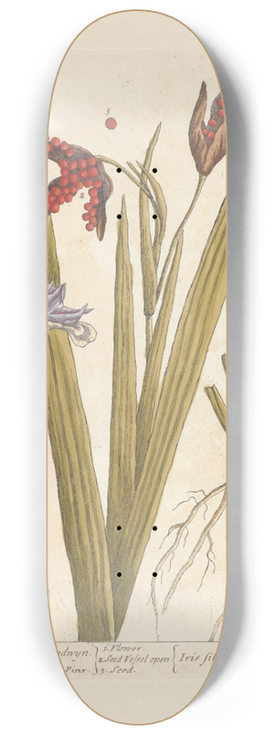 Elizabeth Blackwell - Wild iris or stinking gladwyn 8.25 inch art skate deck