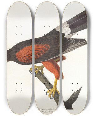 Triptych art skateboard deck of John James Audubon Louisiana Hawk by John James Audubon (1785-1851)