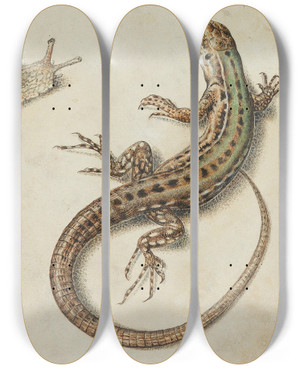 Triptych art skateboard deck of Giovanna Garzoni A Lizard With A Snail And A Snail Shell by Giovanna Garzoni (1600-1670)