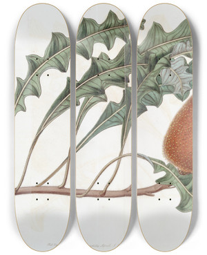 Triptych art skateboard deck of Sydenham Edwards Prostrate Banksia by Sydenham Edwards (1768-1819)