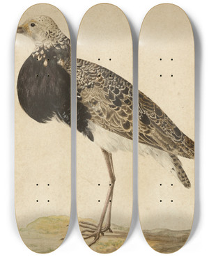 Triptych art skateboard deck of Gerardus Van Veen Standing Ruff by Gerardus van Veen (1620-1683)