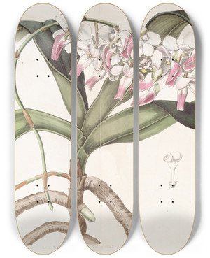 Triptych art skateboard deck of Sydenham Edwards Sir Richard Brooks Air Plant by Sydenham Edwards (1768-1819)