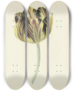 Triptych art skateboard deck of Cornelis Van Noorde Tulp Genaamd Bizard Rosette by Cornelis Van Noorde (1731-1795)