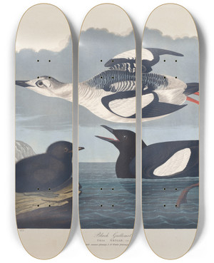 Triptych art skateboard deck of John James Audubon Black Guillemot by John James Audubon (1785-1851)