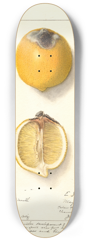 Ellen Isham Schutt - Citrus limon 8.25 inch art skate deck