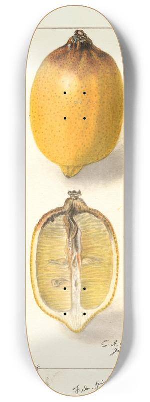 Ellen Isham Schutt - Citrus limon 8.25 inch art skate deck