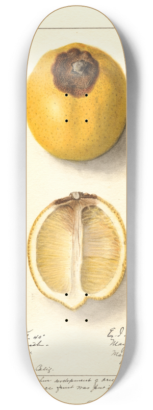 Ellen Isham Schutt - Citrus limon 8.25 inch art skate deck