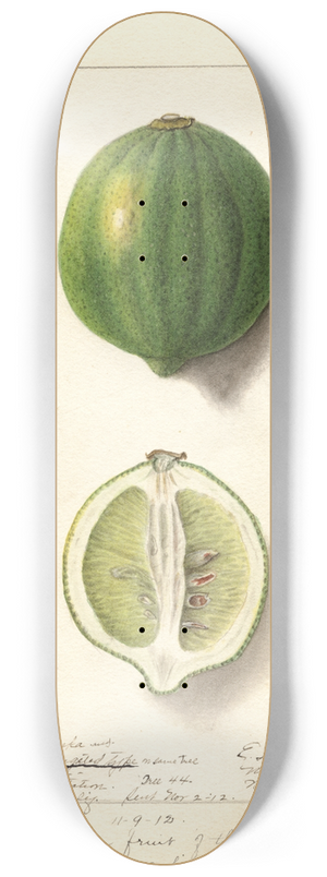Ellen Isham Schutt - Citrus limon: Eureka 8.25 inch art skate deck