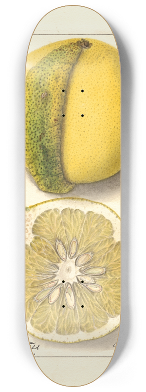 Ellen Isham Schutt - Citrus paradisi: Chimera 8.25 inch art skate deck