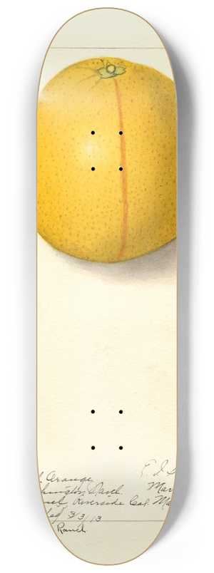 Ellen Isham Schutt - Citrus sinensis: Washington Navel 8.25 inch art skate deck Ellen Isham Schutt - Citrus sinensis: Washington Navel 8.25 inch art skate deck
