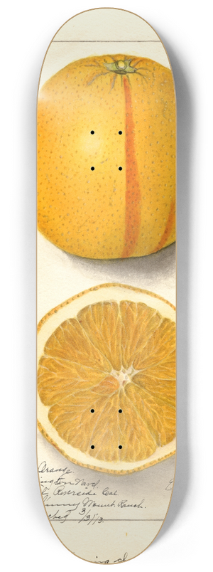 Ellen Isham Schutt - Citrus sinensis: Washington Navel 8.25 inch art skate deck