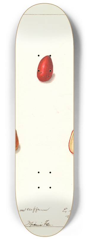 Ellen Isham Schutt - Harpephyllum caffrum 8.25 inch art skate deck