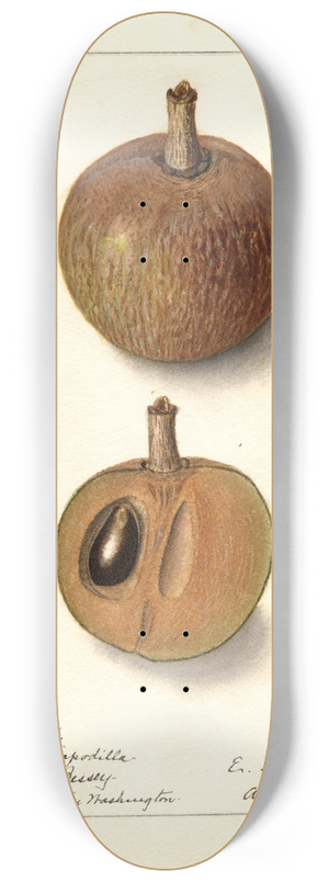 Ellen Isham Schutt - Manilkara zapota: No 8.25 inch art skate deck