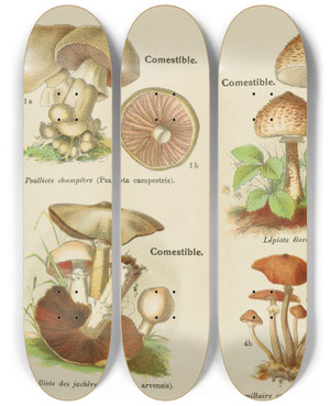 Triptych art skateboard deck of Delachaux Niestle Petit Atlas Des Champignons Pl10 by Delachaux Niestle (1882)