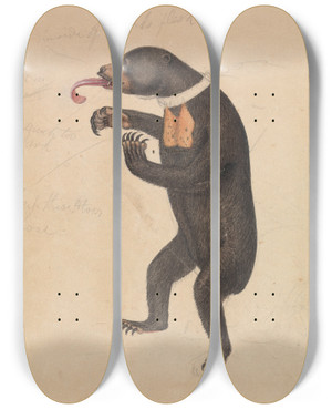 Triptych art skateboard deck of James Sowerby A Sunbear by James Sowerby (1757-1822)