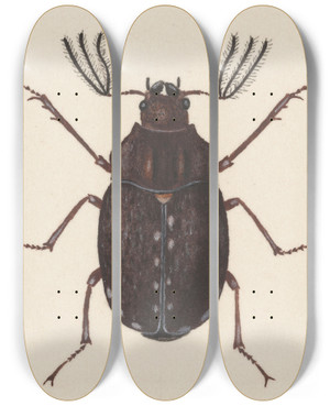Triptych art skateboard deck of George Hudson Entomology Watercolour Pl058 by George Hudson (1867-1946)
