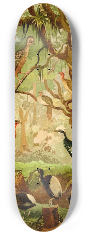 Emil August Gldi - Cujubi, Jacs, Aracus, Jacamns 8.25 inch art skate deck