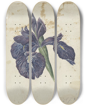 Triptych art skateboard deck of Georgius Jacobus Johannes Van Os Iris by Georgius Jacobus Johannes Van Os (1782-1861)