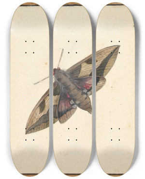 Triptych art skateboard deck of Nicolaas Struyk A Moth_2 by Nicolaas Struyk (1686-1769)