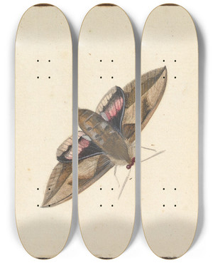Triptych art skateboard deck of Nicolaas Struyk A Moth_1 by Nicolaas Struyk (1686-1769)