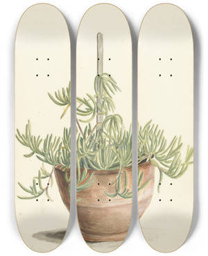 Triptych art skateboard deck of Laurens Vincentsz Van Der Vinne Mesembryanthemum Uit De Familie Der Aizoaceae by Laurens Vincentsz. van der Vinne (1658-1729)
