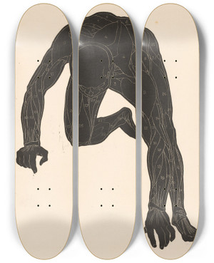 Triptych art skateboard deck of Reijer Stolk Anatomical Study Of The Neck Arm And Leg Muscles Of A Man In Silhouette by Reijer Stolk (1896-1945)