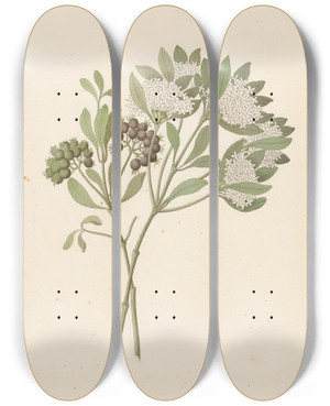 Triptych art skateboard deck of Clemenz Heinrich Wehdemann Pavetta Caffra Pavetta Lanceolata by Clemenz Heinrich Wehdemann (1762-1835)