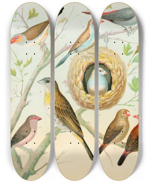 Triptych art skateboard deck of W A Blakston Waxbillssaffron Finchafrican Fire Flnch by W A Blakston (19-)