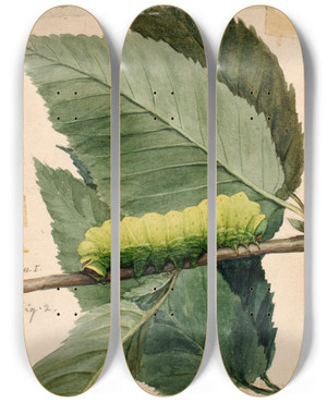 Triptych art skateboard deck of Abbott Handerson Thayer Lunar Caterpillar Study For Book Concealing Coloration In The Animal Kingdom_1 by Abbott Handerson Thayer (1849-1921)