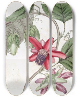 Triptych art skateboard deck of Sydenham Edwards Crimson Passionflower_2 by Sydenham Edwards (1768-1819)