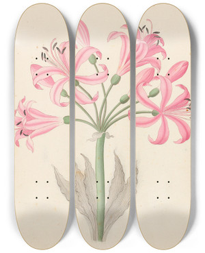Triptych art skateboard deck of Clemenz Heinrich Wehdemann Amarillis Boophone Disticha by Clemenz Heinrich Wehdemann (1762-1835)