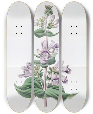 Triptych art skateboard deck of Sydenham Edwards Glandular Pentstemon by Sydenham Edwards (1768-1819)