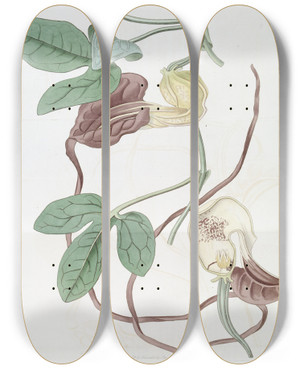 Triptych art skateboard deck of Sydenham Edwards Spotted Cattleya by Sydenham Edwards (1768-1819)