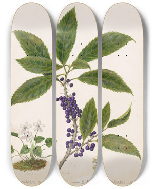 Triptych art skateboard deck of Sarah Featon Mahoe by Sarah Featon (1848-1927)