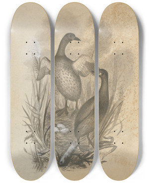 Triptych art skateboard deck of James Sowerby Grebes by James Sowerby (1757-1822)