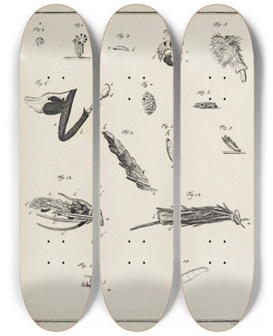 Triptych art skateboard deck of Johann Caspar Fuessli Archives De Lhistoire Des Insectes Pl12 by Johann Caspar Fuessli (1743-1786)