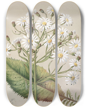 Triptych art skateboard deck of Sarah Featon Senecio Hectori by Sarah Featon (1848-1927)