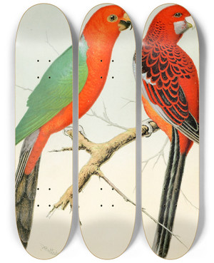 Triptych art skateboard deck of W A Blakston King Parrot Pennants Parrakeet by W A Blakston (19-)
