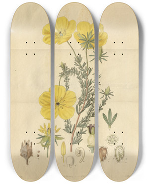 Triptych art skateboard deck of Sydenham Edwards Longstalked Ledocarpum by Sydenham Edwards (1768-1819)