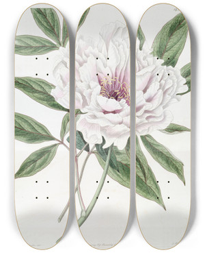 Triptych art skateboard deck of Sydenham Edwards The Semidouble Tree Paeony by Sydenham Edwards (1768-1819)