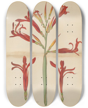 Triptych art skateboard deck of William Jackson Hooker Canna Gigantea_1 by William Jackson Hooker (1785-1865)
