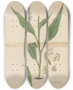 Triptych art skateboard deck of William Jackson Hooker Goodyera Procera by William Jackson Hooker (1785-1865)