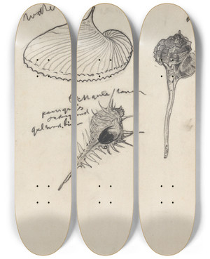 Triptych art skateboard deck of Theo Nieuwenhuis Studieblad Met Drie Schelpen by Theo Nieuwenhuis (1866-1951)