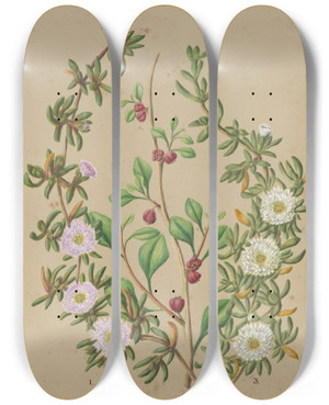 Triptych art skateboard deck of Sarah Featon Horokaka Nz Ice Plant Kokihi by Sarah Featon (1848-1927)